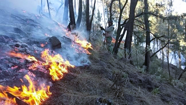 Dua Perusahaan Pembakar Hutan Dan Lahan Digugat | Detikdata